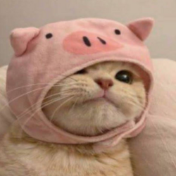 PigCat