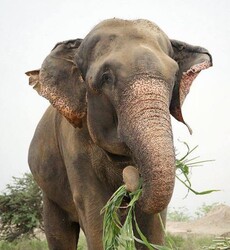 Raju the Elephant